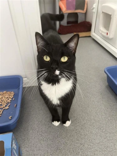 Smudge