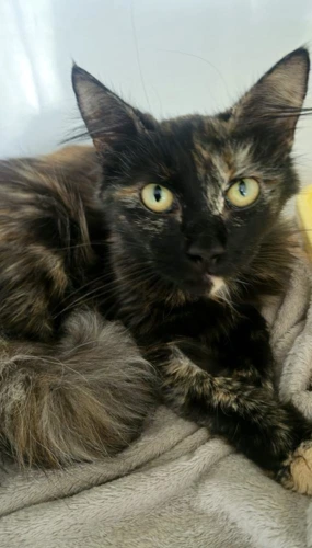 Caramel