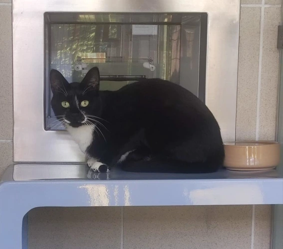 Oskar