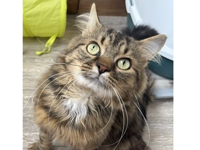 Ferdinand
