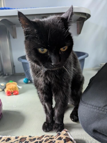 Blackie