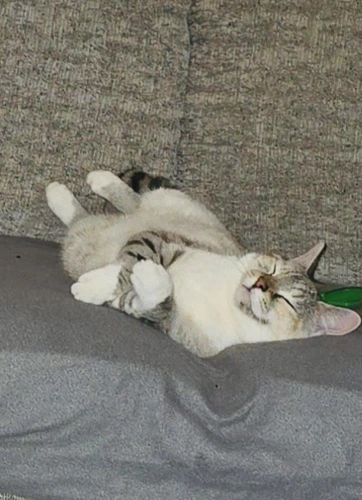 Nova