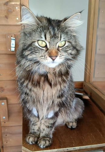 Mittens