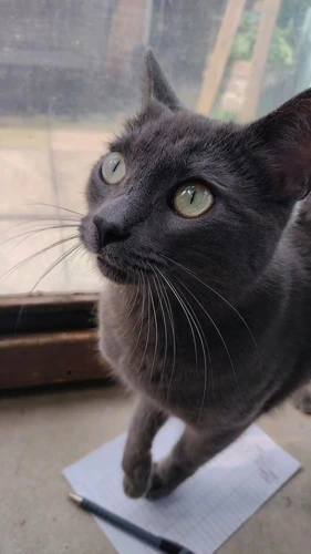 Simba 145 2026