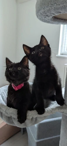 Nelly and Dennis