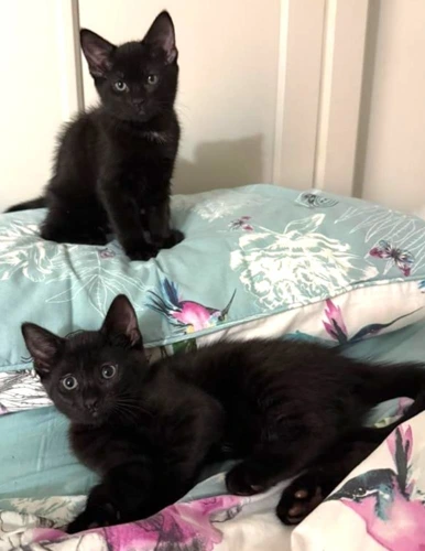 Raven and Sooty
