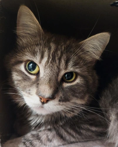 Zaki 2 Year Old Male
