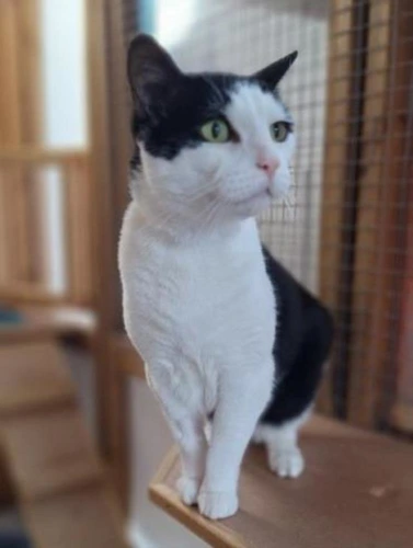 Elvis