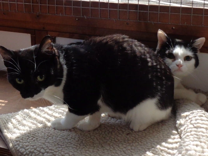 Rab and Clover