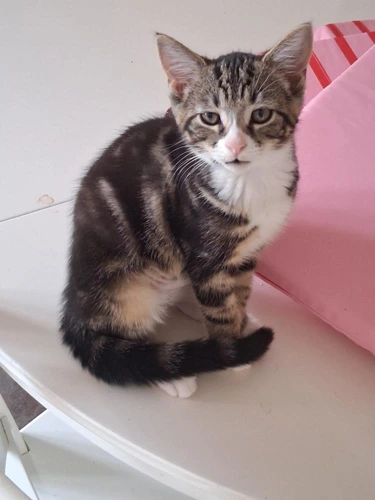 Mr Waffles