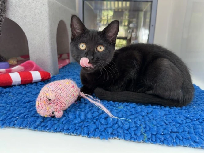 Twilight
