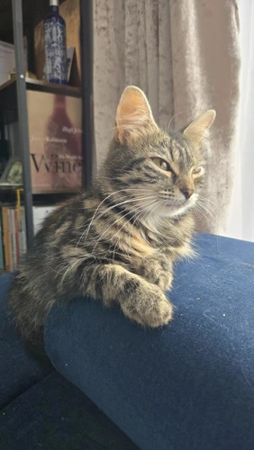 Hazel
