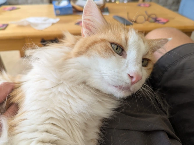 Peanut