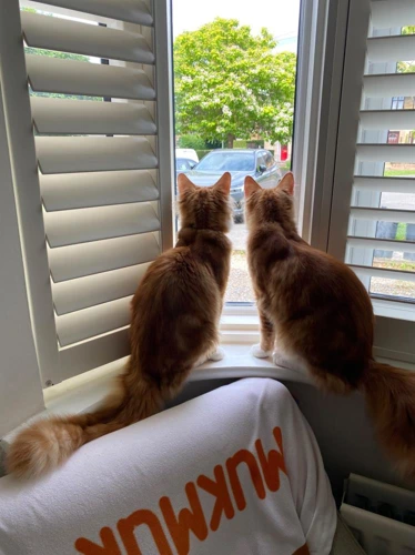 Percy and Jasper