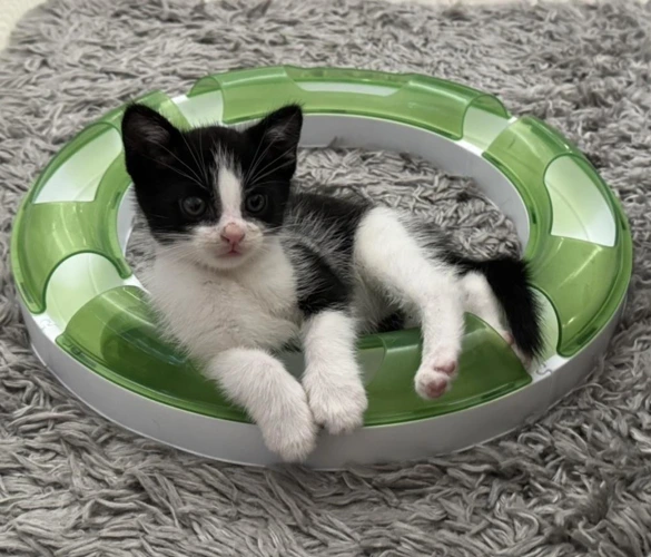 Orloff with Rhodes 9 Week Old Males