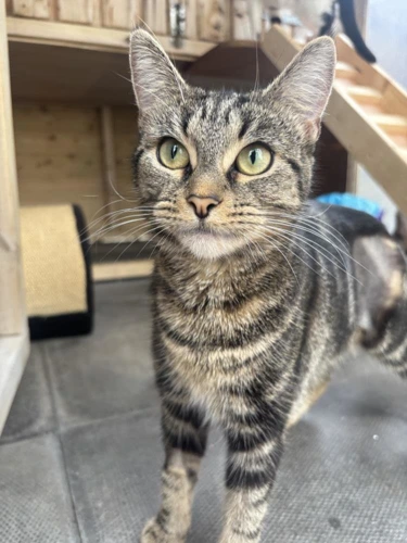 Stella
