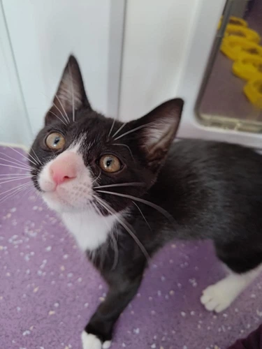 Zeus