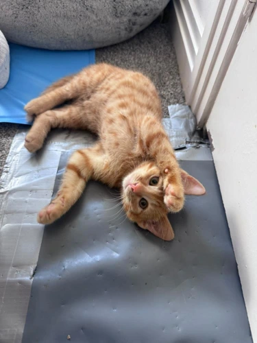 Zak