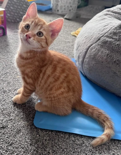 Lando