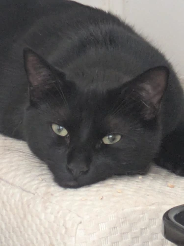 Blackie
