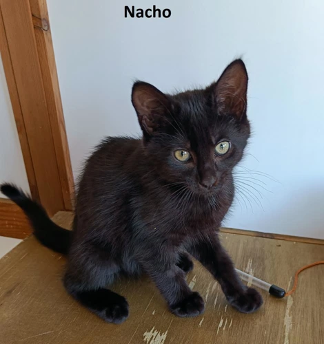 Nacho