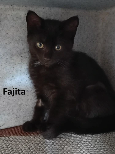 Fajita