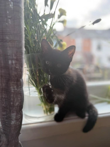 Cosmo