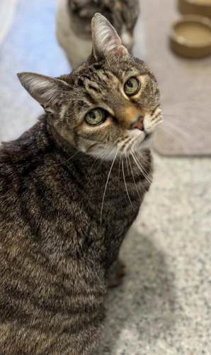 Tabby