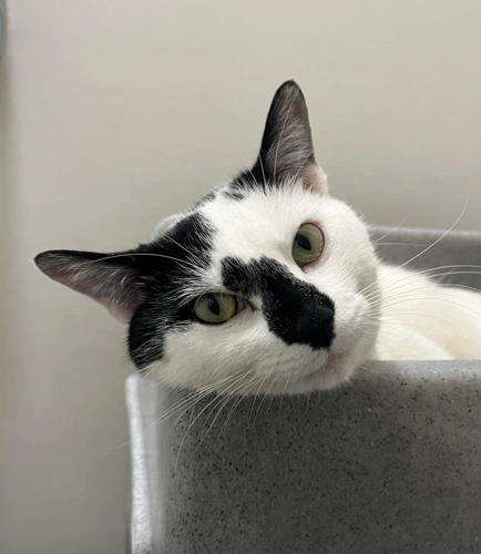 Blair 1 Year Old Male