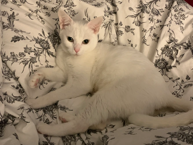 Lumi