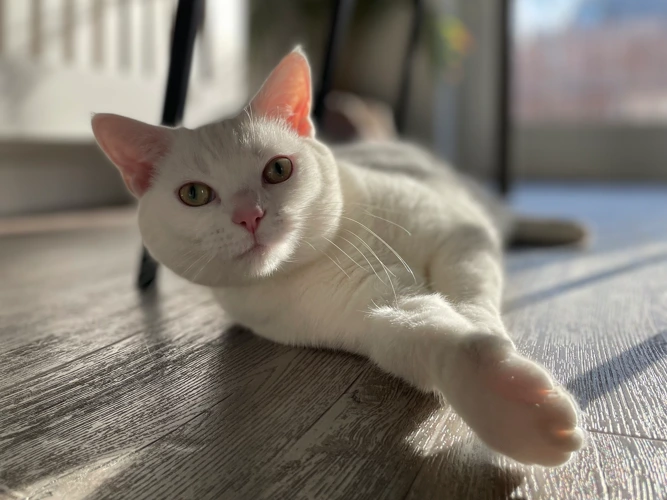 Lumi