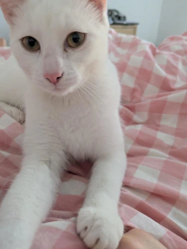 Bo