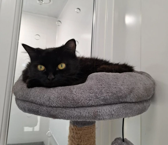 Ari