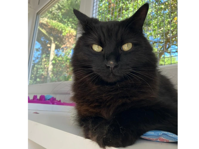 T'Challa