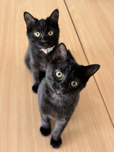 Nyx and Cora