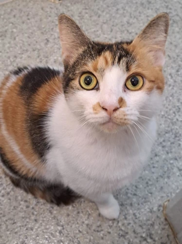 Nala
