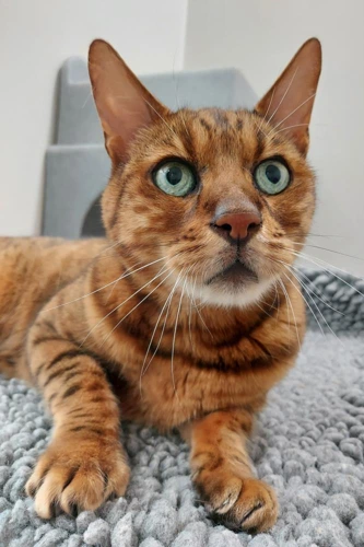 Louis 12y male (+Vuitton)