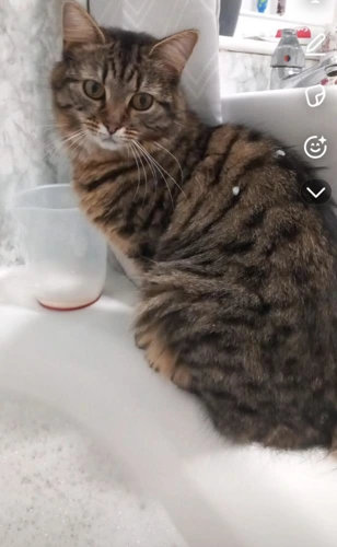 Melba