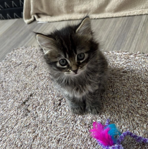 Pebbles