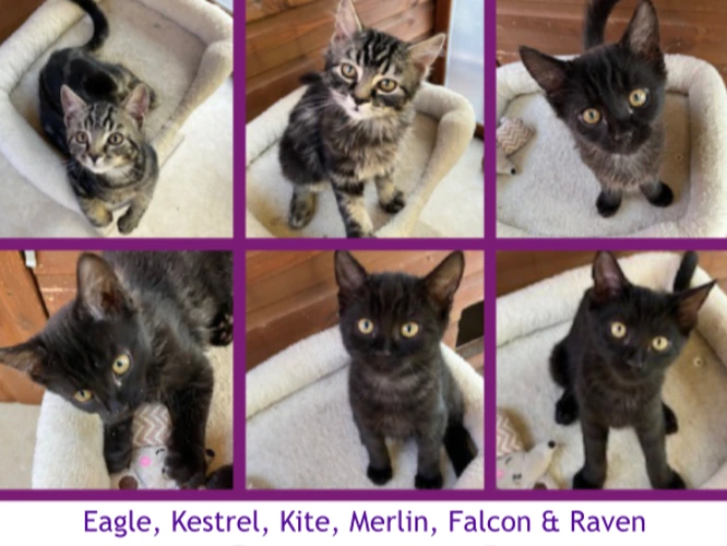 Eagle, Kestrel, Kite, Merlin, Falcon & Raven