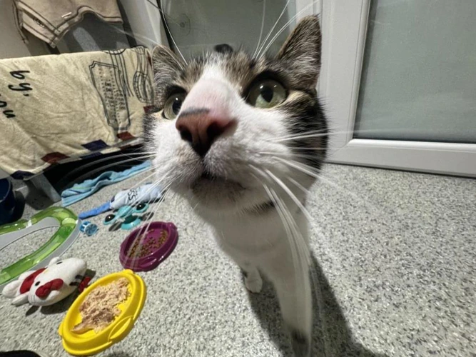 Mr Meowgi