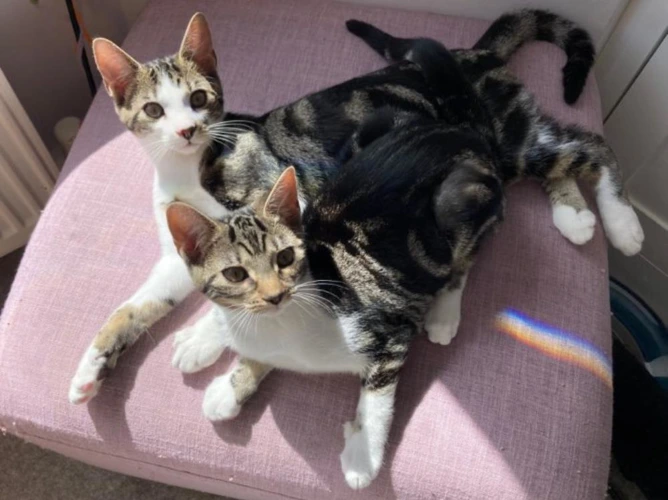 Nugget and Noodle