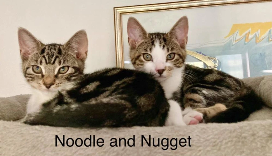 Nugget and Noodle