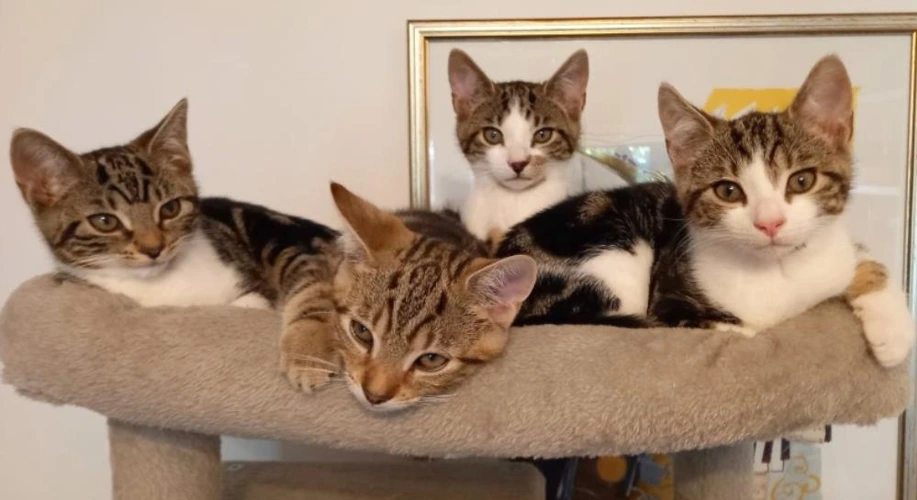 Four kittens
