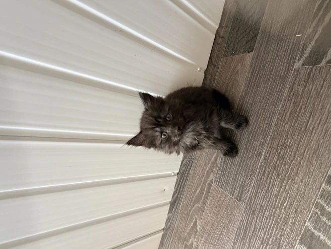 George