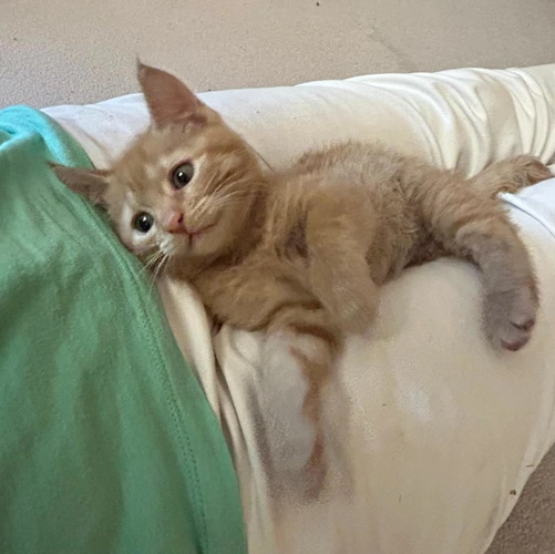 Clemmie