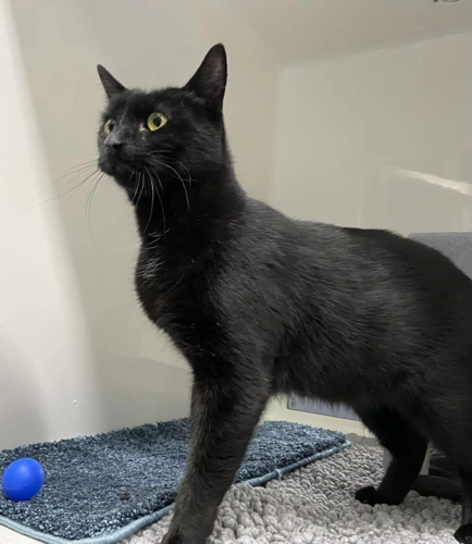 Milo