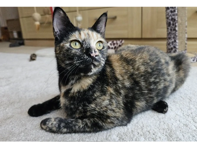 Tilly