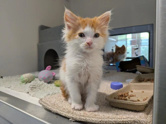 Marmalade
