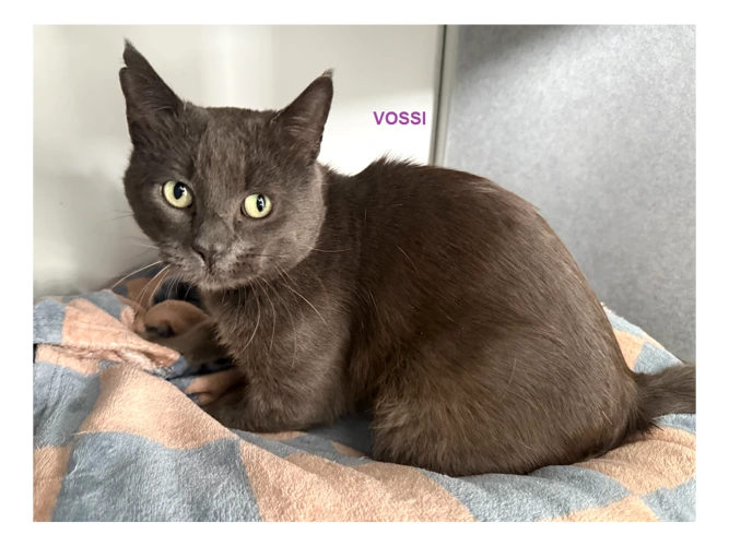 VOSSI